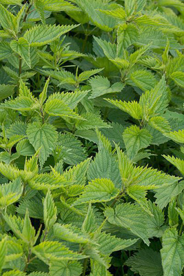 young stinging nettles