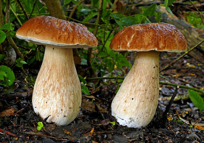 bolete mushrooms