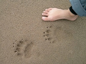 wildlife tracking online course bear 2