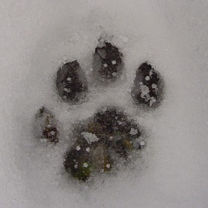 wildlife tracking online course cougar