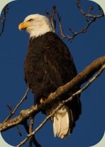 winter birding bald eagle