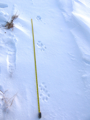 wolf tracks