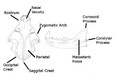 wolverine skull features