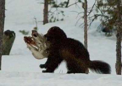 wolverine with carcass