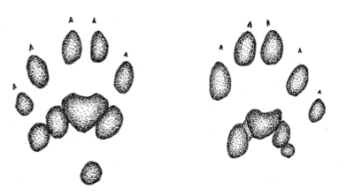 wolverine tracks